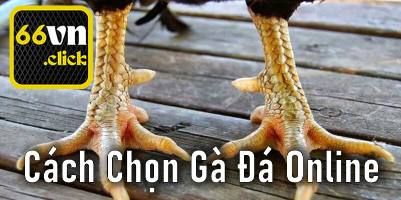 Những Bí Quyết Để Chọn Gà Đá Có Tiềm Năng